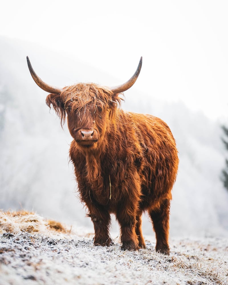 Scottish Highlands, Scotland